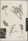 Foto von Salix lapponum L. x Salix repens L.